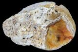 Agatized Fossil Coral Geode - Florida #82992-1
